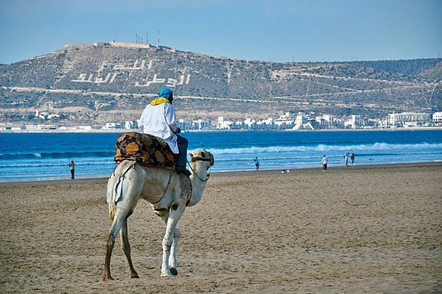 Camel resting on Agadir beach with the Atlantic Ocean in the background under a sunny sky